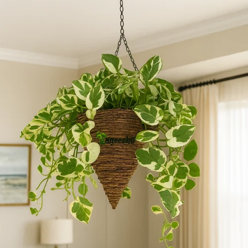 Ceramic Indoor Planter