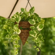 Ceramic Indoor Planter - Image 2