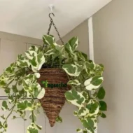 Ceramic Indoor Planter - Image 3