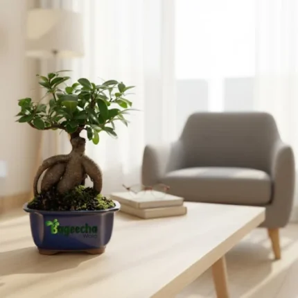 Ficus Bonsai