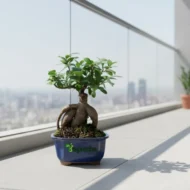 Ficus Bonsai - Image 2