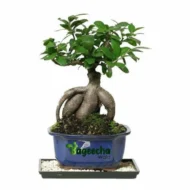 Ficus Bonsai - Image 3