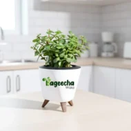 Jade plant with pot(indoor)