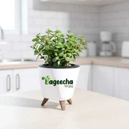 Jade plant with pot(indoor)