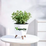 Jade plant with pot(indoor) - Image 2