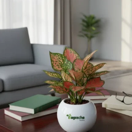 Pink Aglaonema With pot