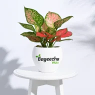 Pink Aglaonema With pot - Image 4