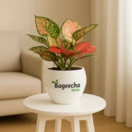 Pink Aglaonema With pot - Image 3