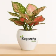 Pink Aglaonema With pot - Image 2
