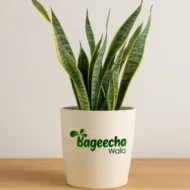 Ceramic Indoor Planter(outdoor)