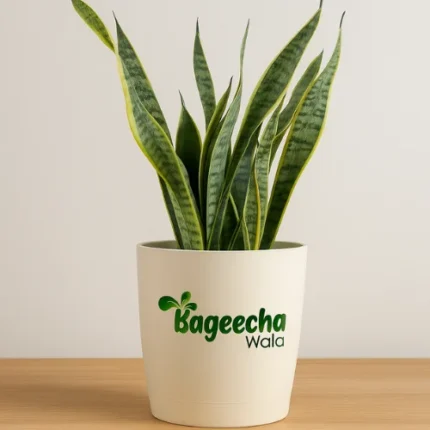 Ceramic Indoor Planter(outdoor)