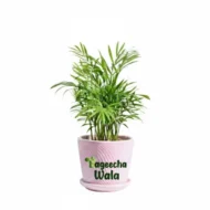 Bamboo Palm Plant(outdoor) - Image 4