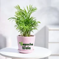 Bamboo Palm Plant(outdoor)