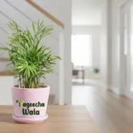 Bamboo Palm Plant(outdoor) - Image 2