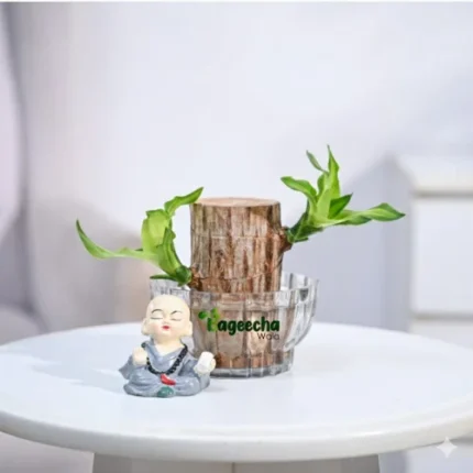 Lucky Brazilian Bamboo