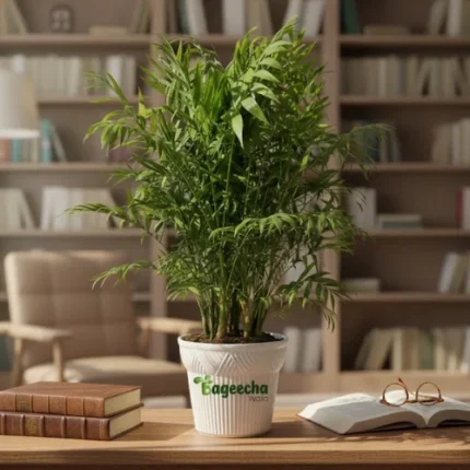 BAMBOO PLAM PLANT(indoor)