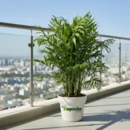 BAMBOO PLAM PLANT(indoor) - Image 2