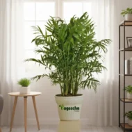 BAMBOO PLAM PLANT(indoor) - Image 3
