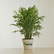 BAMBOO PLAM PLANT(indoor) - Image 4