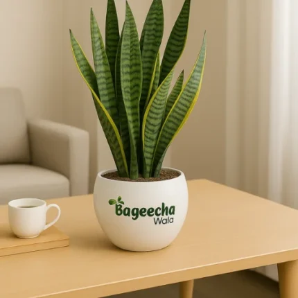 Snake Plant with Pot