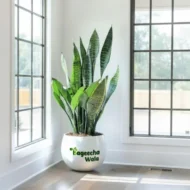 Snake Plant with Pot - Image 2