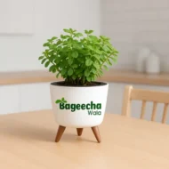 Jade plant with pot(indoor) - Image 4