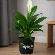 Peace Lily with Nursery Pot - Image 4