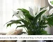 Peace Lily Benefits A Natural Way to Purify your Home