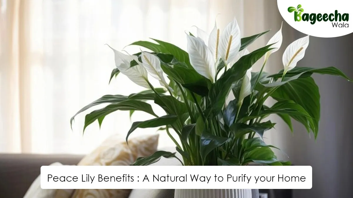 Peace Lily Benefits A Natural Way to Purify your Home