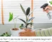 Sensitive Plant Care Made Simple A Complete Beginner's Guide 