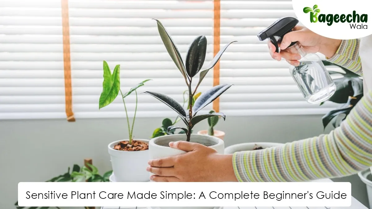 Sensitive Plant Care Made Simple A Complete Beginner's Guide 