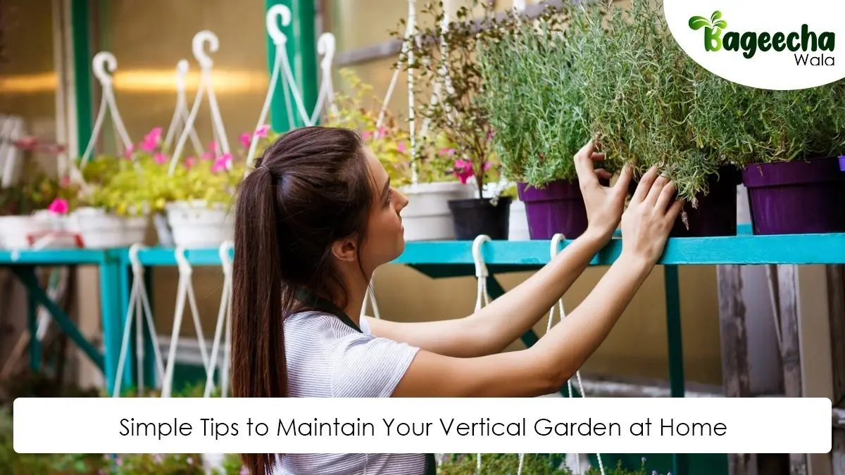 Simple Tips to Maintain Your Vertical Garden at Home