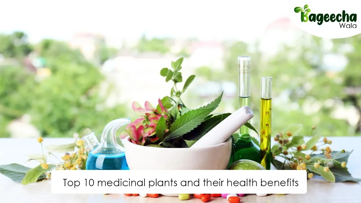 Top 10 medicinal plants and their health benefits Bageechawala