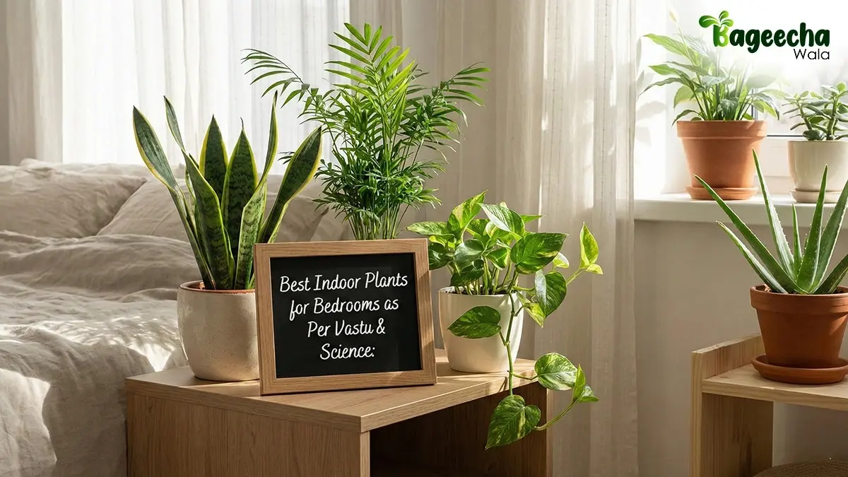 Plants That Grow Well in AC Rooms and Offices: Bageecha Wala