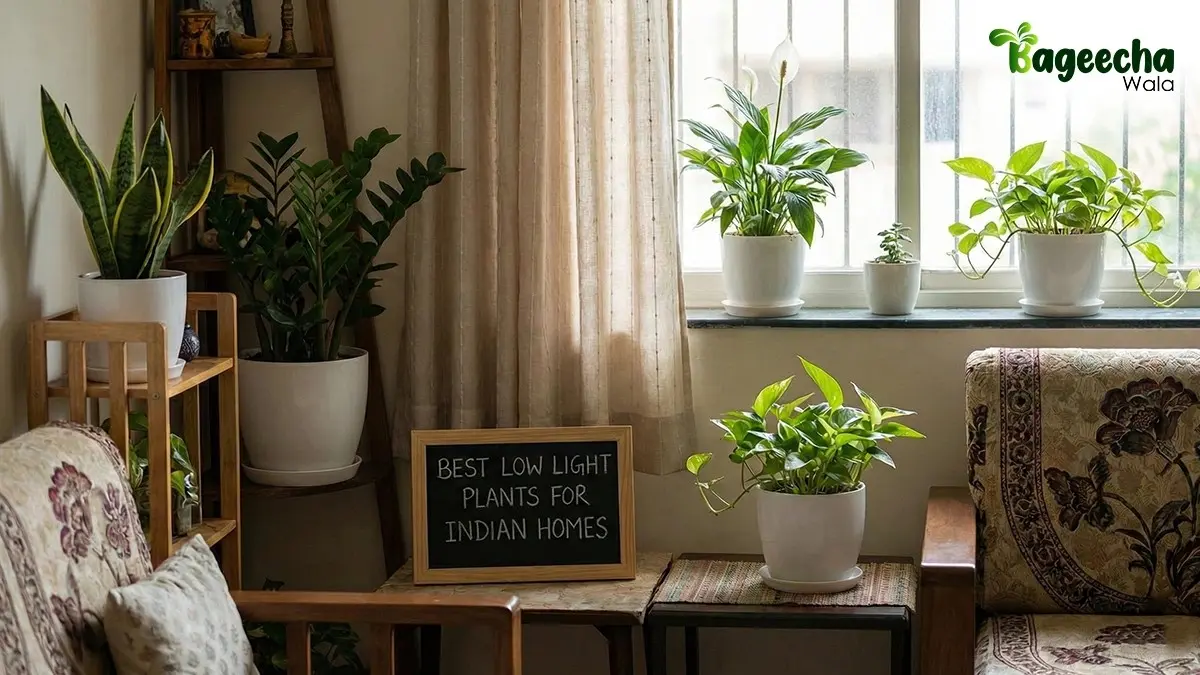 Best Indoor Plants for Indian Apartments With Low Sunlight: Bageecha Wala