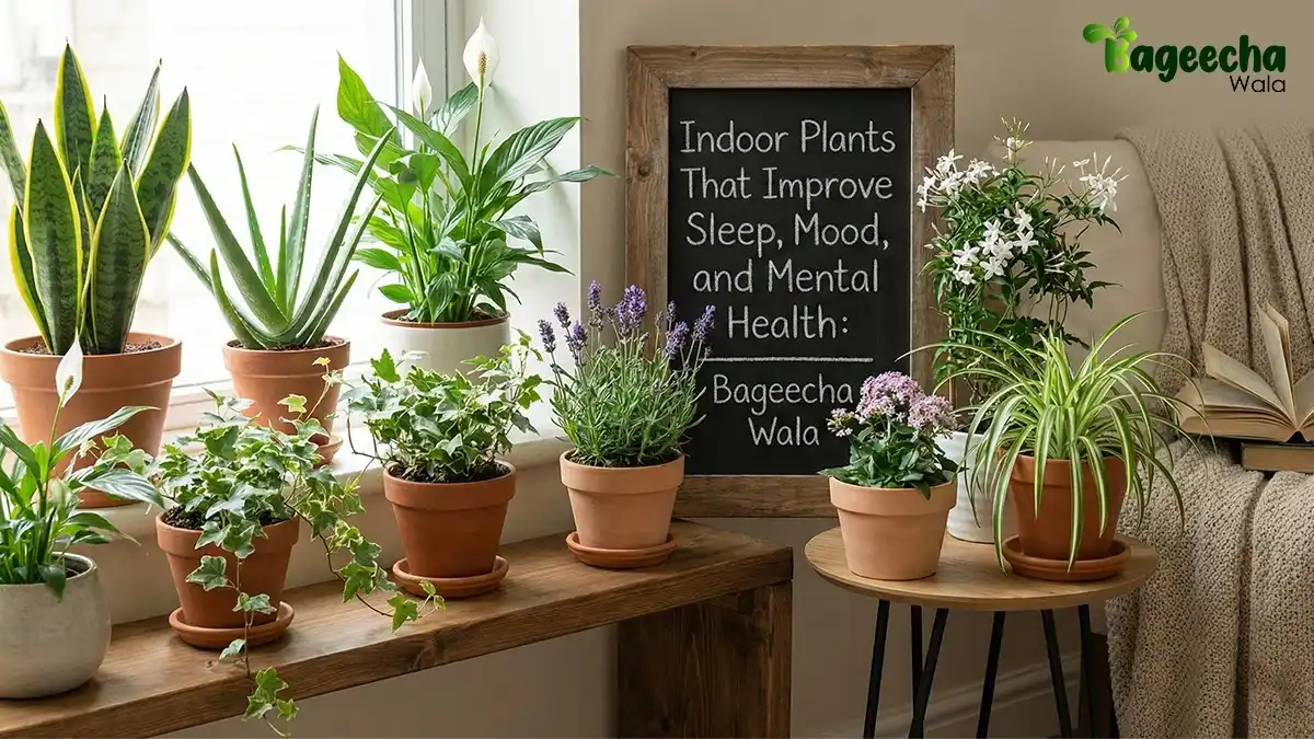 Indoor Plants That Remove Toxins and Increase Oxygen Naturally: Bageecha Wala