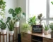 Top 10 Low Maintenance Indoor Plants for Busy Professionals: Bageecha Wala