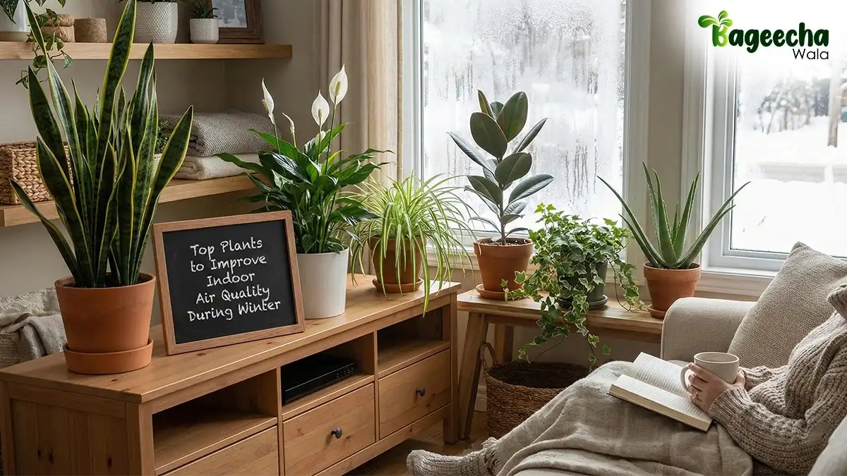 Top Plants to Improve Indoor Air Quality During Winter: Bageecha Wala